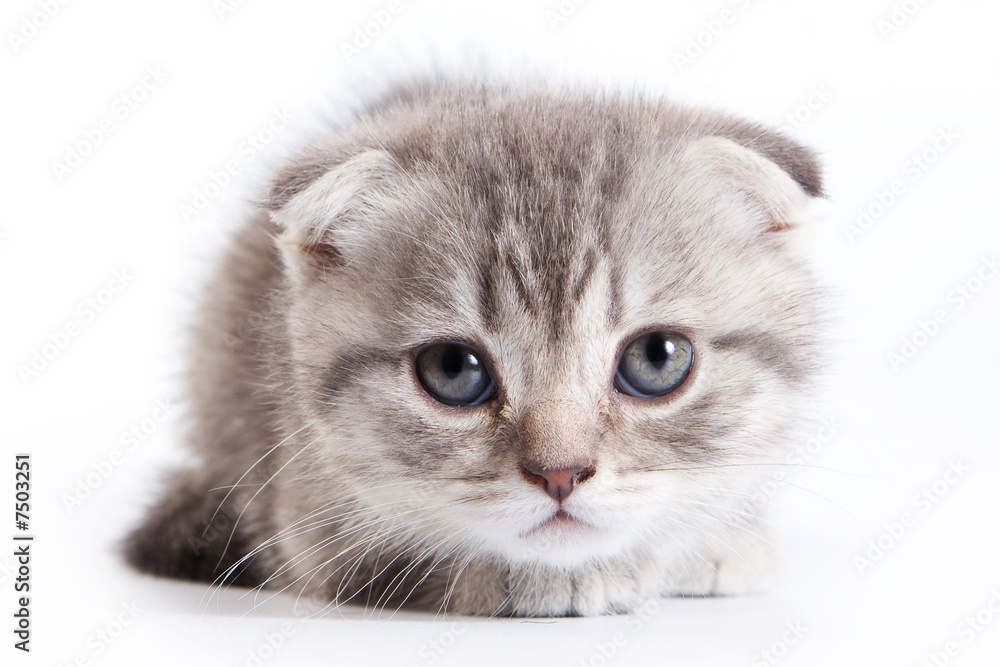 Obraz premium British kitten on white background