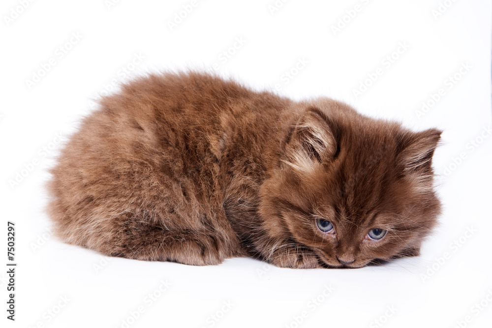 Fototapeta premium British kitten on white background