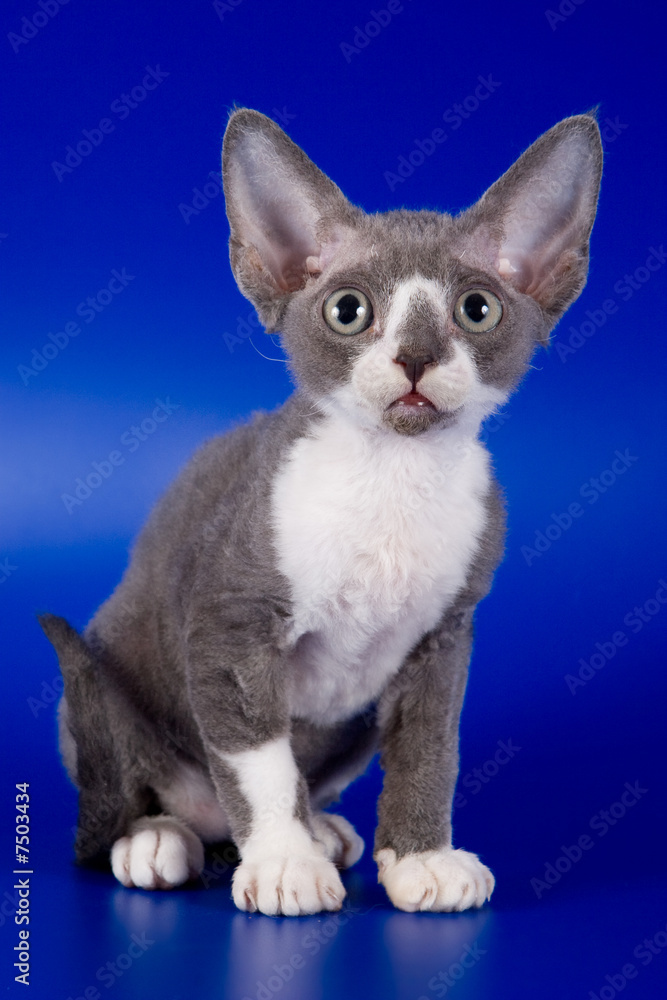 Rex kitten on blue background