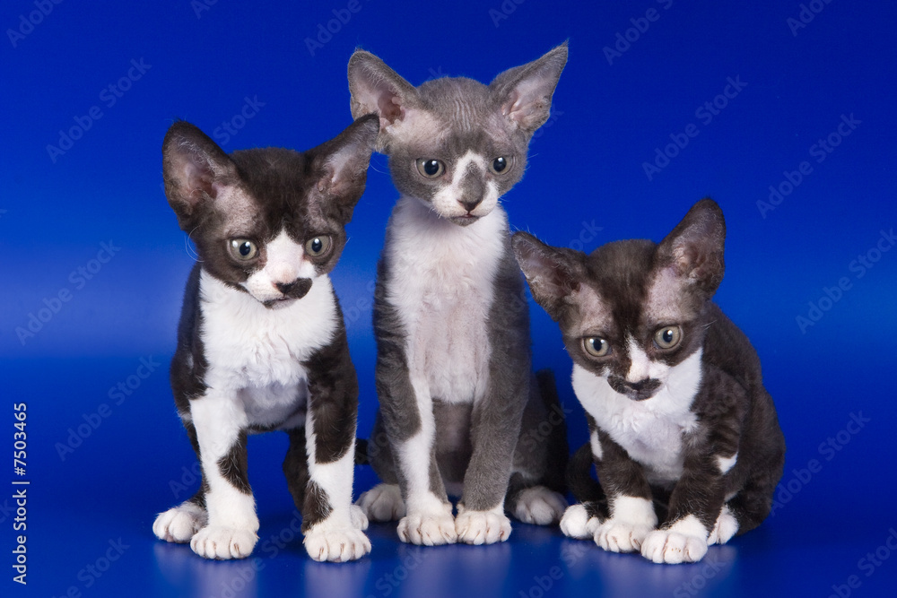Rex kitten on blue background