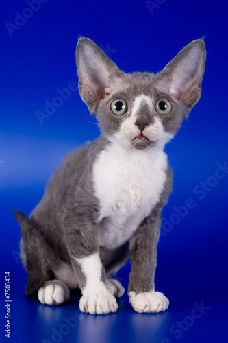 Rex kitten on blue background © Dixi_