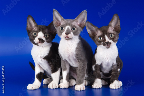 Fototapeta Naklejka Na Ścianę i Meble -  Rex kitten on blue background