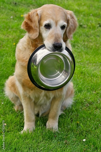 Golden retriever and hiny bowl on granule