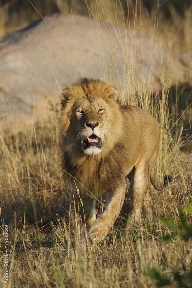 African Lions