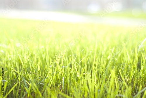 Green vibrant bright grass