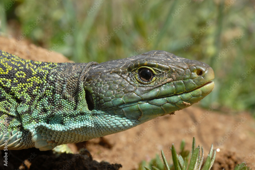 Naklejka premium lagarto ocelado