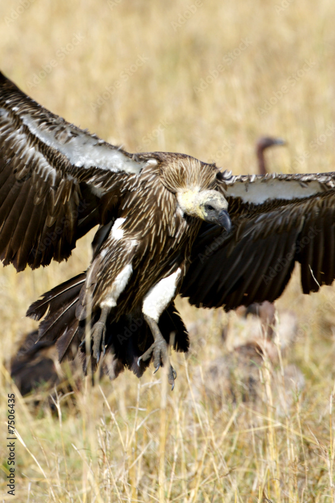 Obraz premium African Vultures