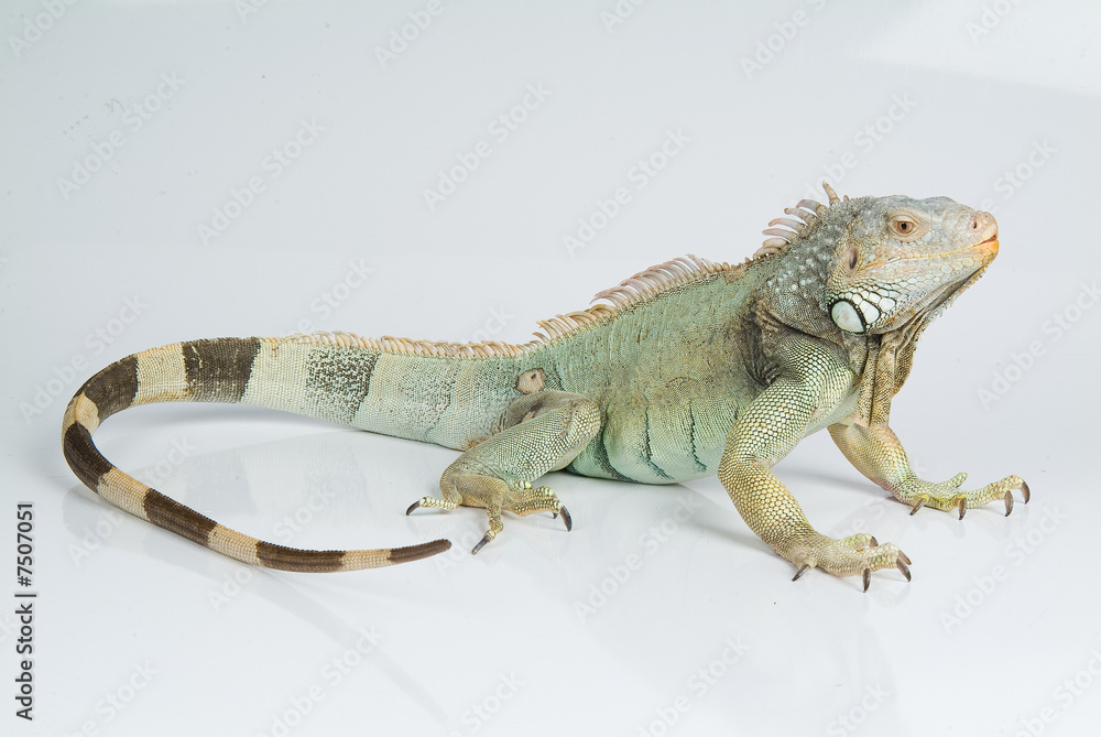 Fototapeta premium Iguana