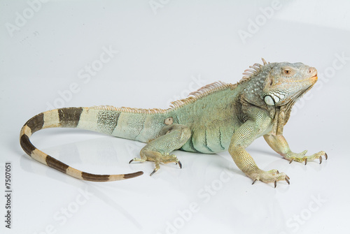 Iguana