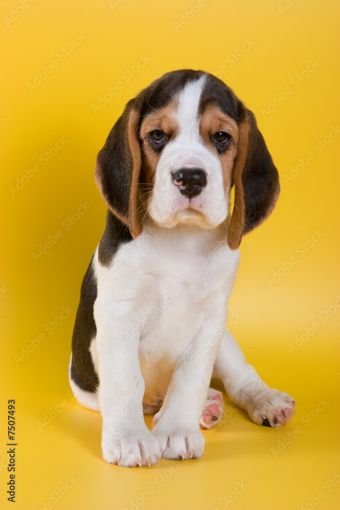 Beagle puppy on yellow background