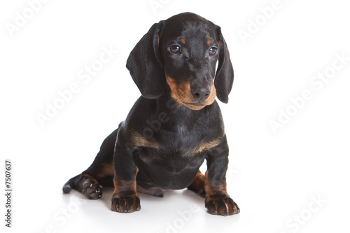 Dachshund puppy isolated on white