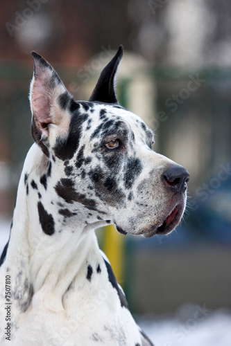 Dane Great dog