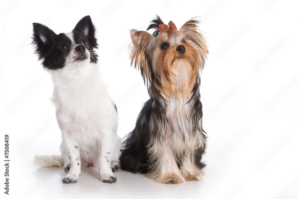 Yorkshire terrier and chihuahua on white background