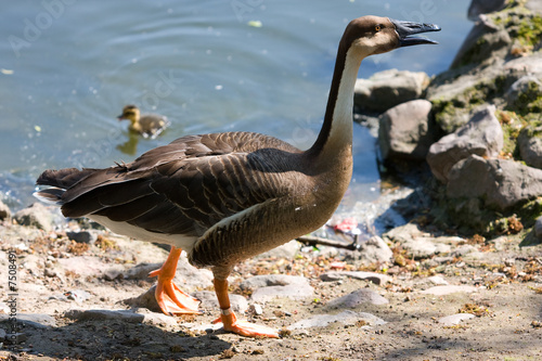 Goose in nature