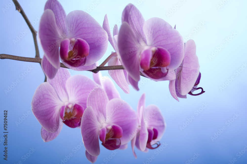 Naklejka premium Orchidee