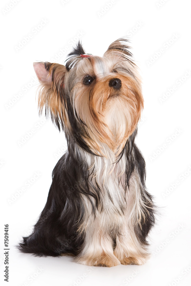 Yorkshire terrier isolated on white background Stock Photo | Adobe Stock