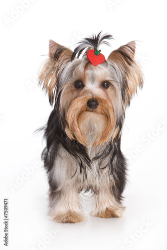 Yorkshire terrier isolated on white background