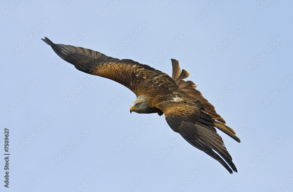 Obraz premium Rotmilan