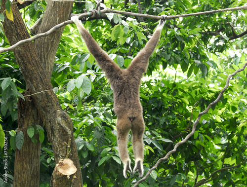 A swinging monkey in a tree in the Singapore Zoological Gardens
