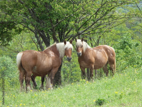 chevaux  photo