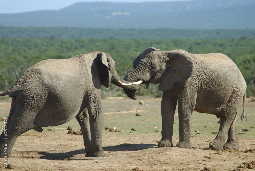 Obraz premium Fighting of two elephants males in South Africa