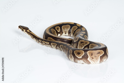 Python photo