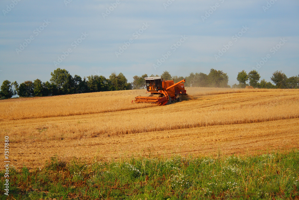 Naklejka premium combine harvester