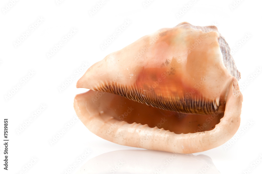beautiful sea shell