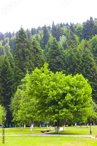 Green tree growing in city ...