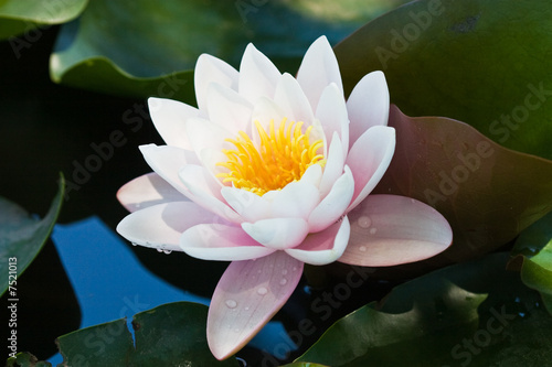 water-lily