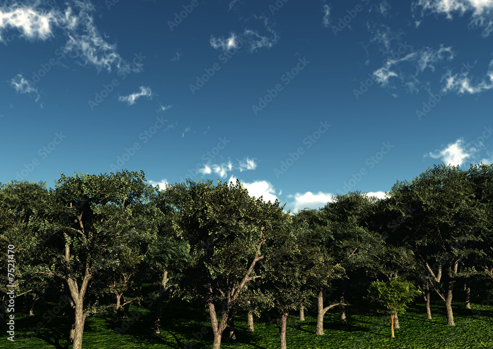 Fototapeta premium Trees 4