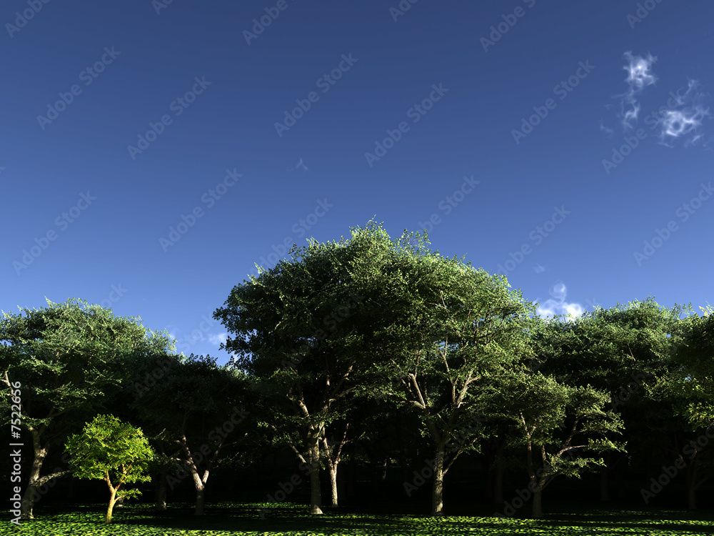 Fototapeta premium Trees 4