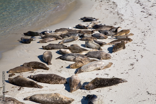 Fotografija Seals Sunning