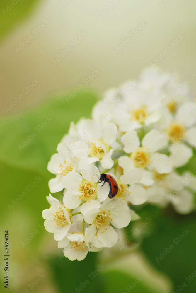 Obraz premium butterfly on spring sakura