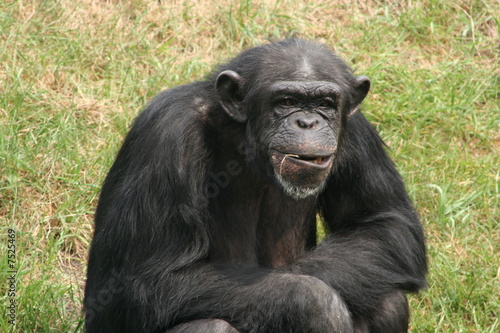 Schimpanse © Petra Kohlstädt
