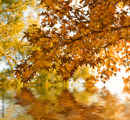yellow leaves reflectiong in the water photo