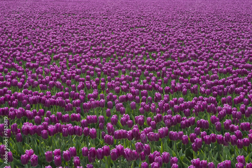Purple Tulips