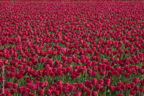 Red Tulips