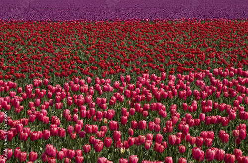 Field of Tulips