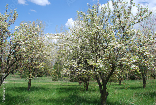 Blooming orchard