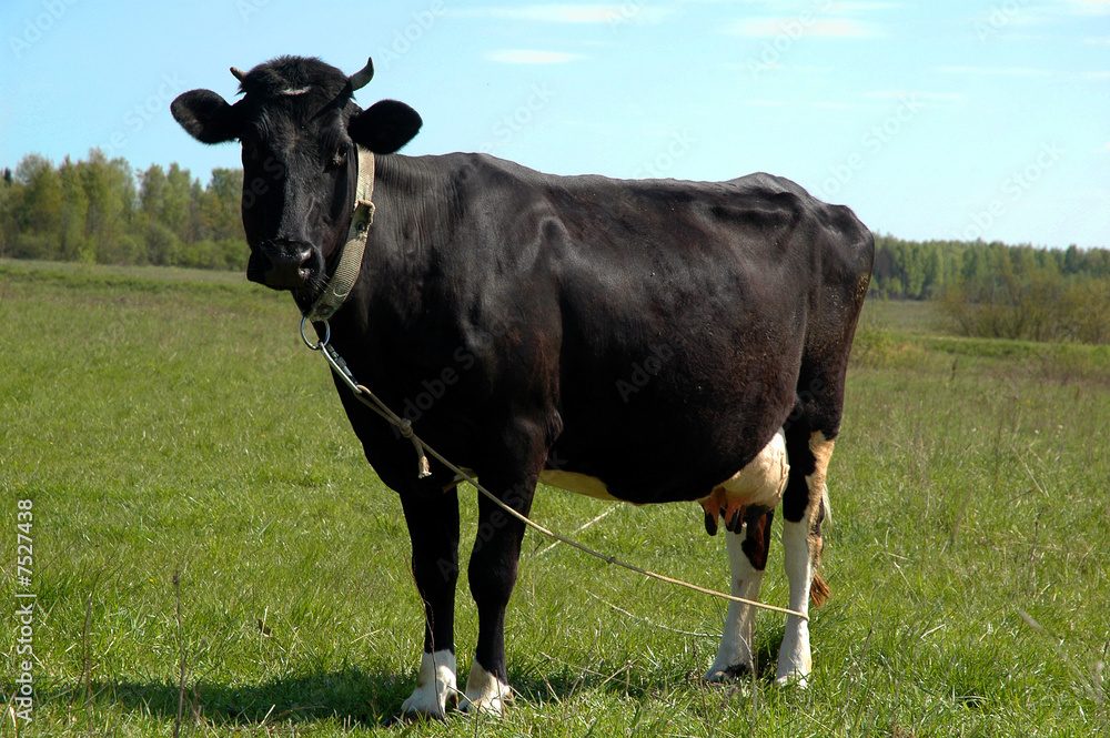 black cow at the grass