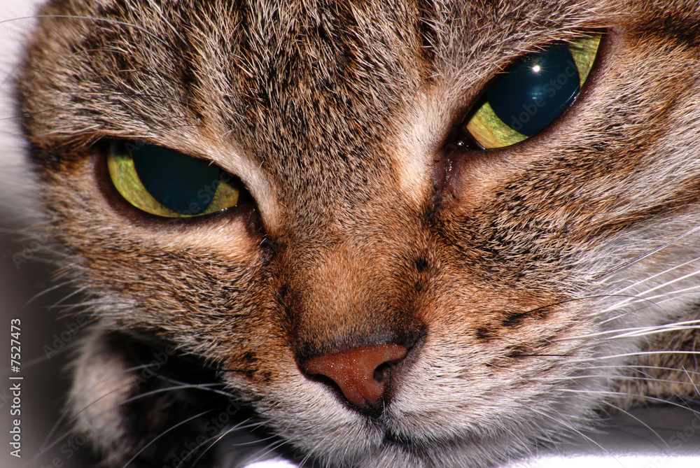 Cat's sight Cat's sight