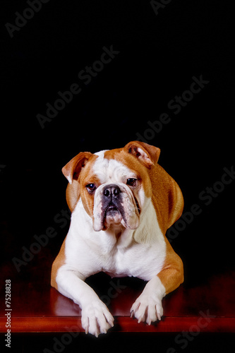 English Bulldog