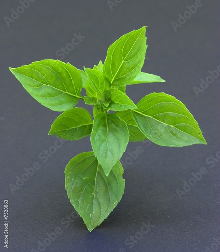 Basil on Black background