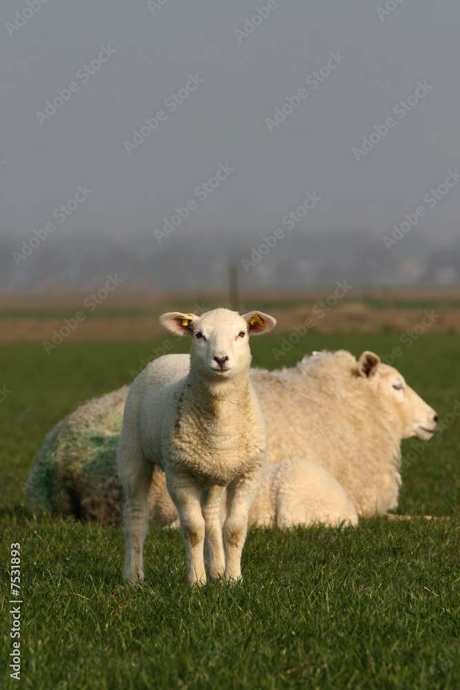 Little lamb with mother sheep in background Little lamb with mother sheep in background