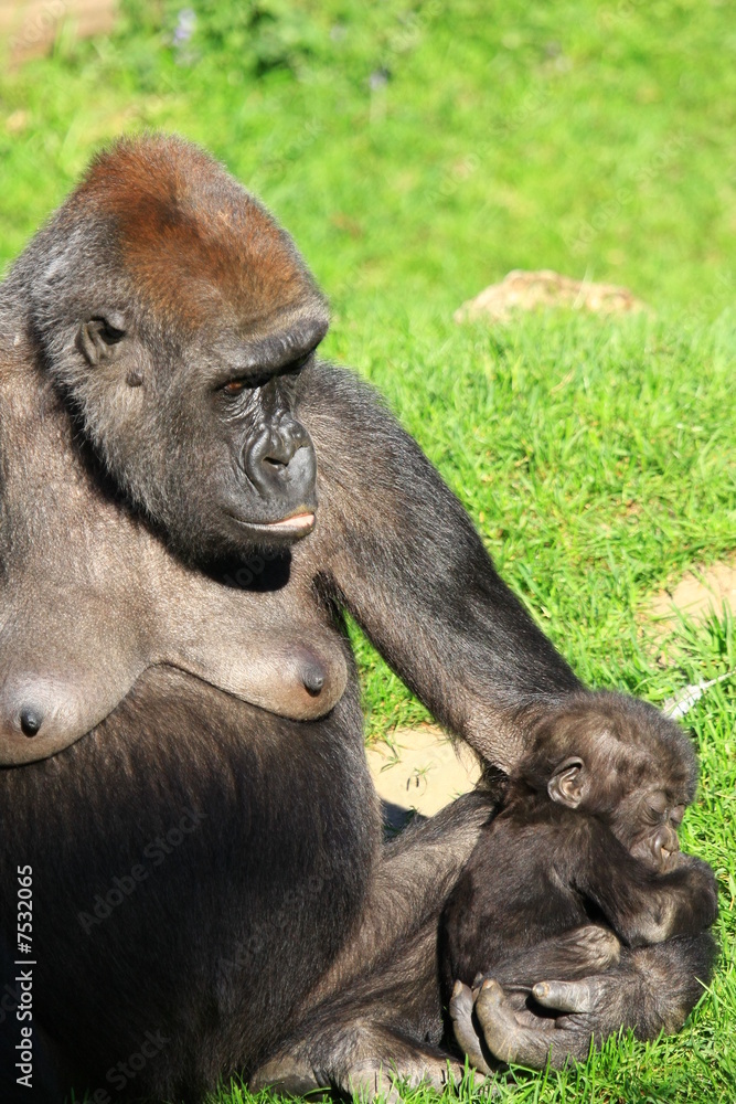 Naklejka premium Gorillamamma mit Baby