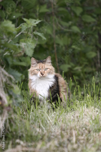la chatte a tois couleur écaille de tortue