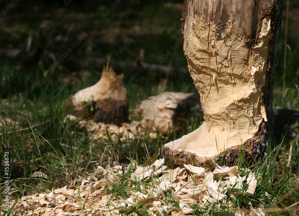 Beaver tree Beaver tree