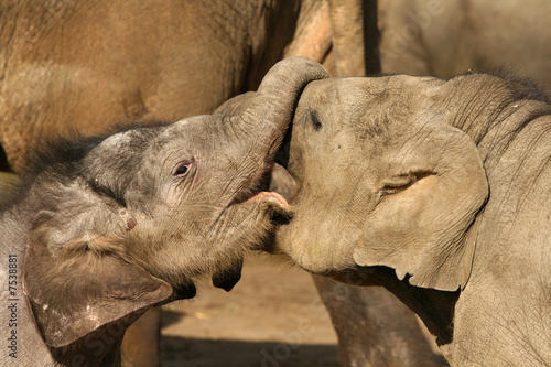 Photography Two baby elephants playing