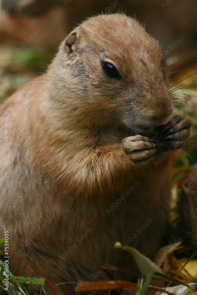 Erdhörnchen Erdhörnchen